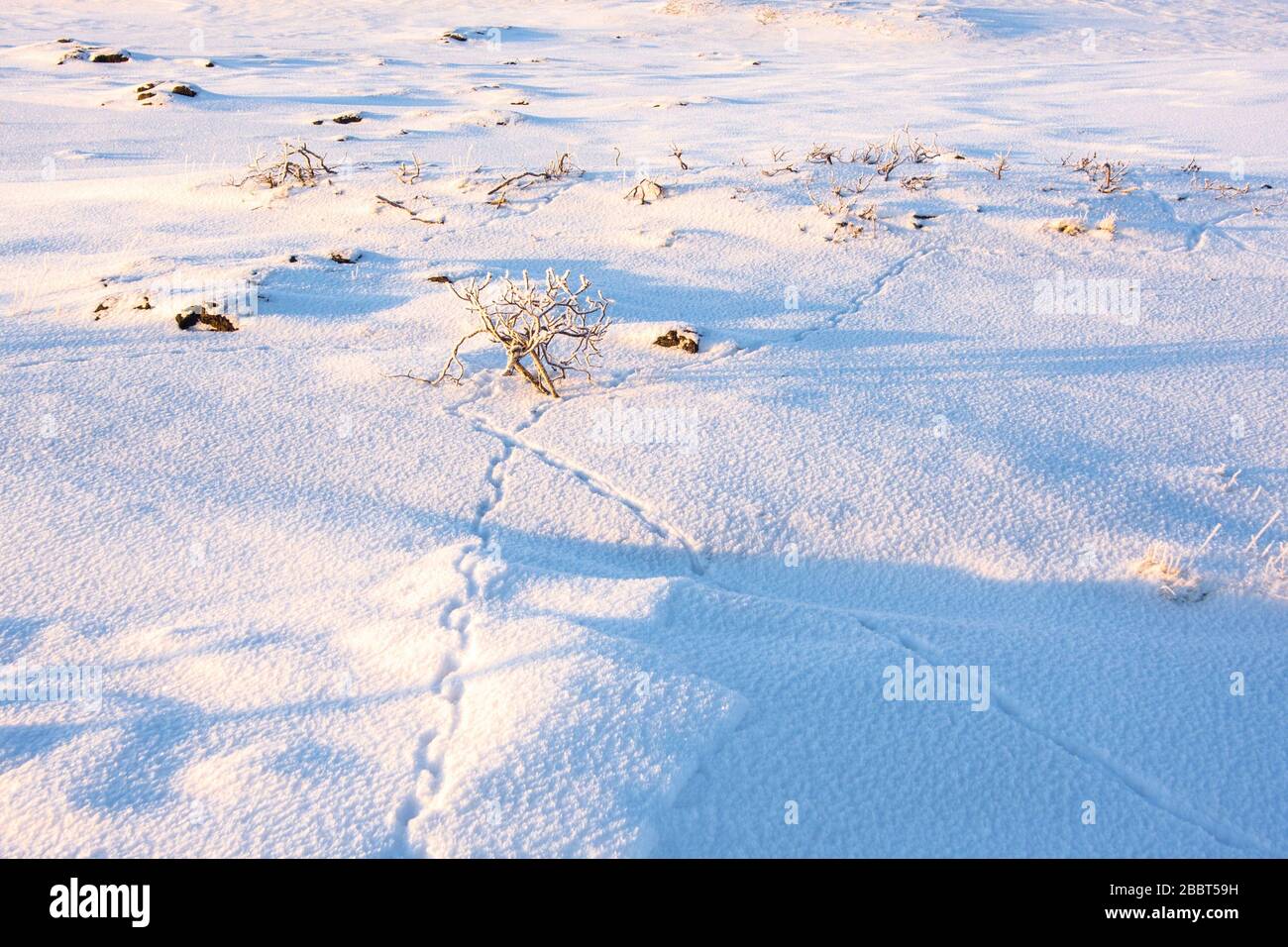 Ptarmigan tracks in the snow Stock Photo