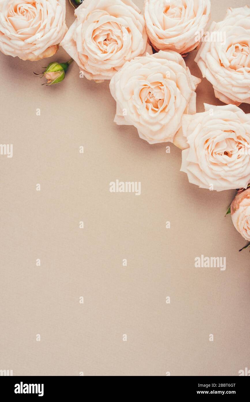 Spring background. Rose flowers on a beige background Stock Photo - Alamy