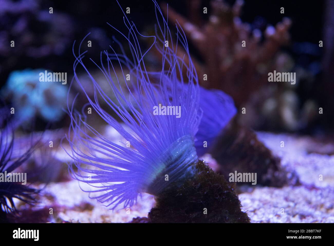 Purple Colored Coral on the Floor Moving with Water Stock Photo