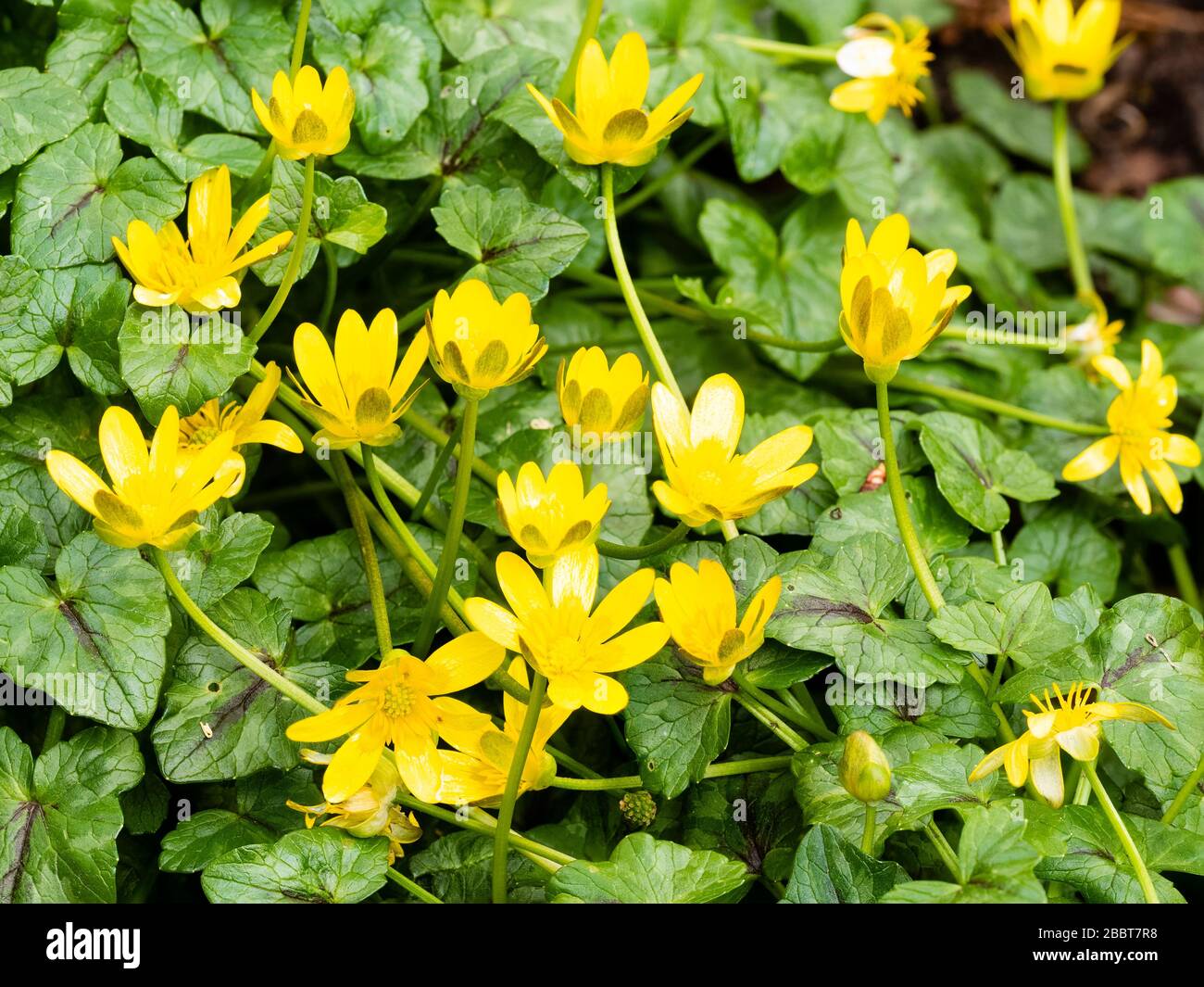 Yellow flowers of Ficaria verna, the lesser celandine, an ephemeral spring flowering UK wildflower and frequent garden weed Stock Photo