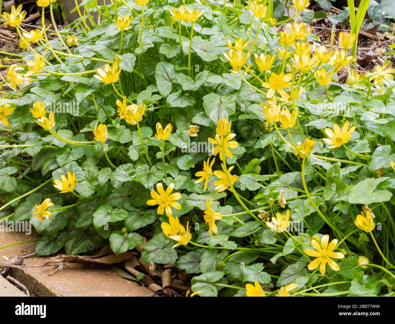 Yellow flowers of Ficaria verna, the lesser celandine, an ephemeral spring flowering UK wildflower and frequent garden weed Stock Photo