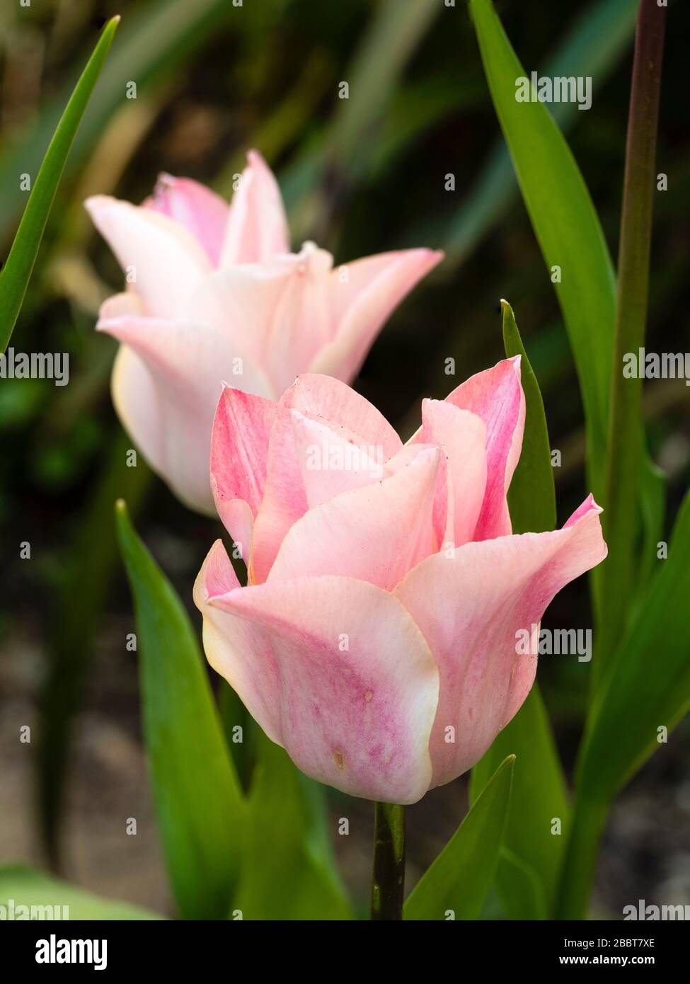 Blooms of the lily flowered hardy tulip, Tulipa 'China Pink' Stock Photo