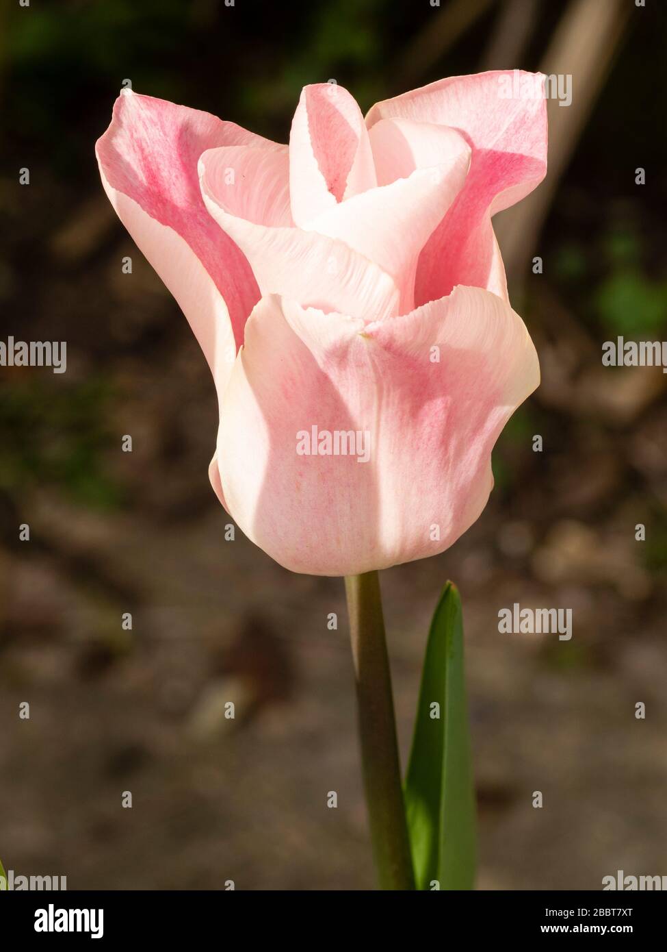 Single bloom of the lily flowered hardy tulip, Tulipa 'China Pink' Stock Photo