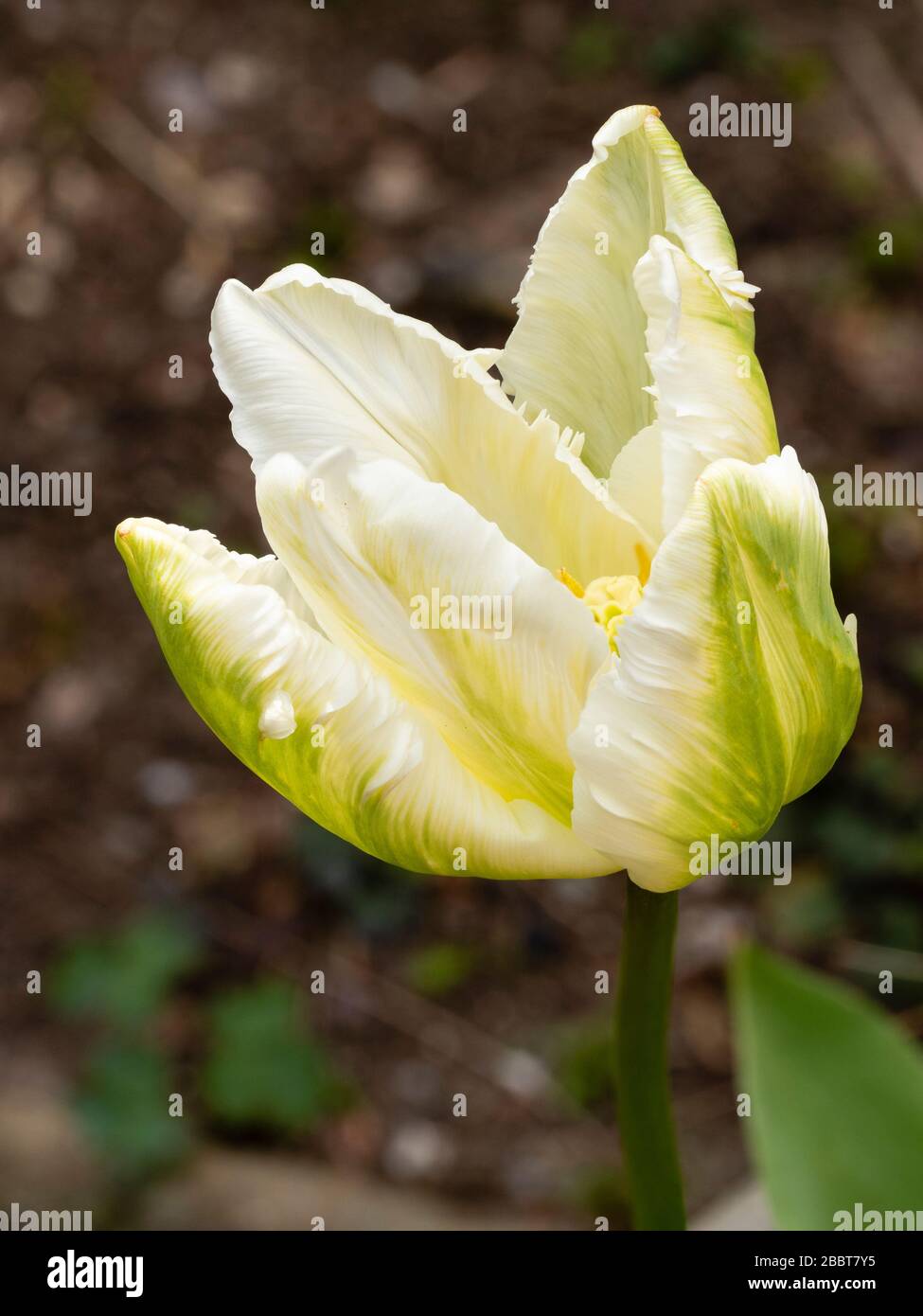 Green flashes on white petals of the mid spring flowering parrot tulip, Tulip 'White Parrot' Stock Photo