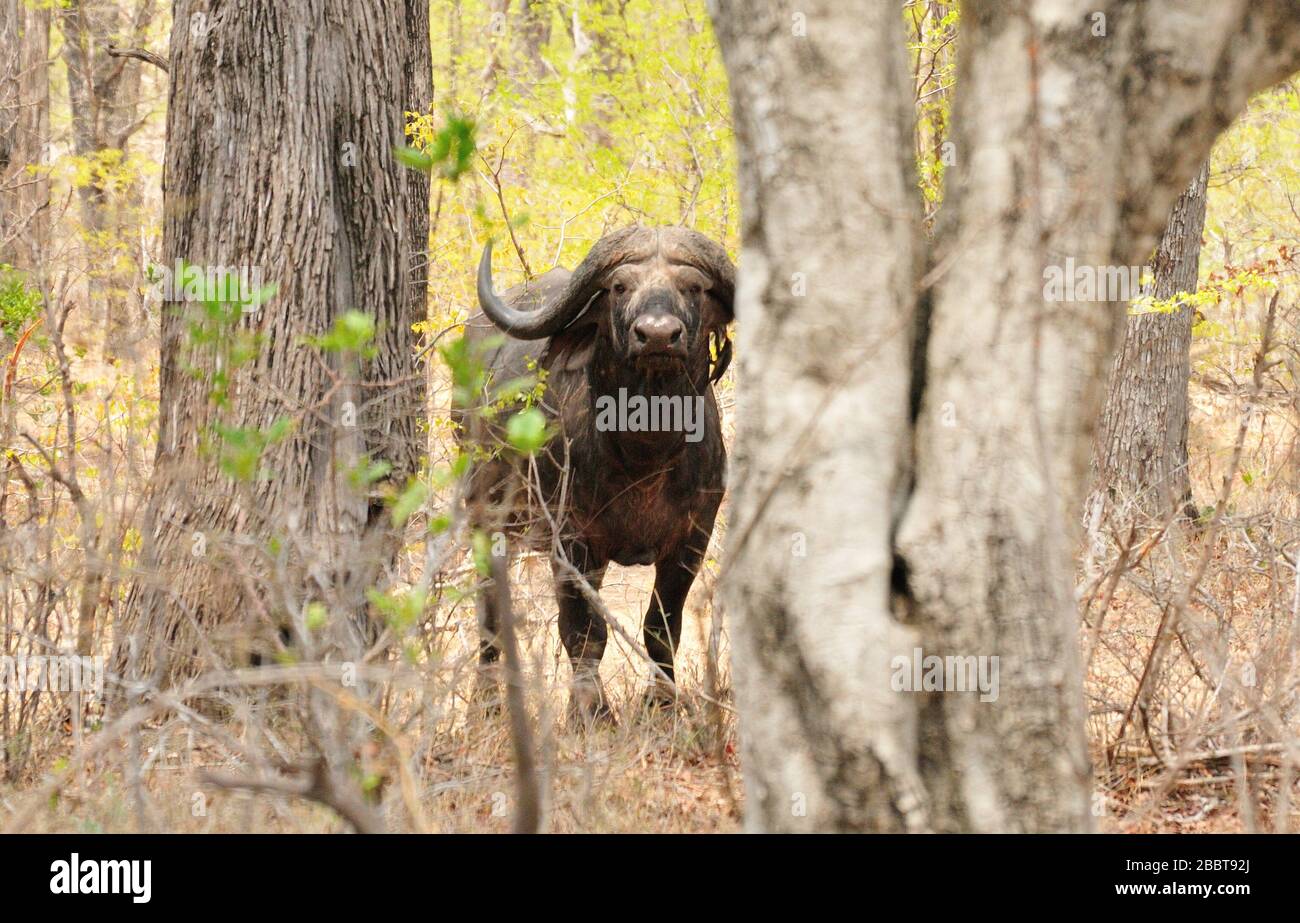 Buffalo in the woods in dry season Stock Photo
