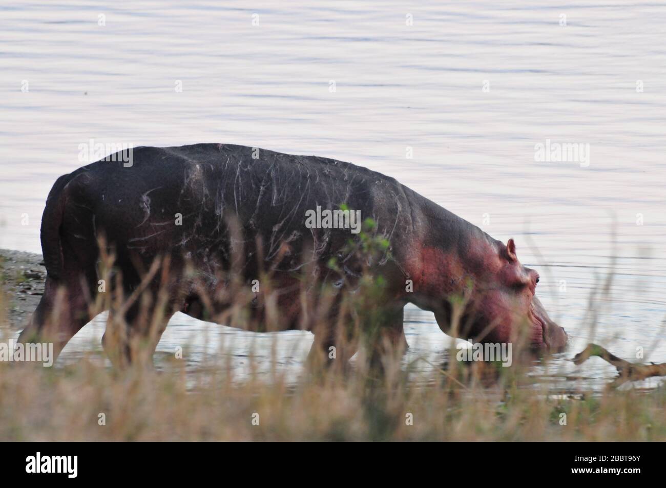 Wounded hippo drinking from river in Africa Stock Photo