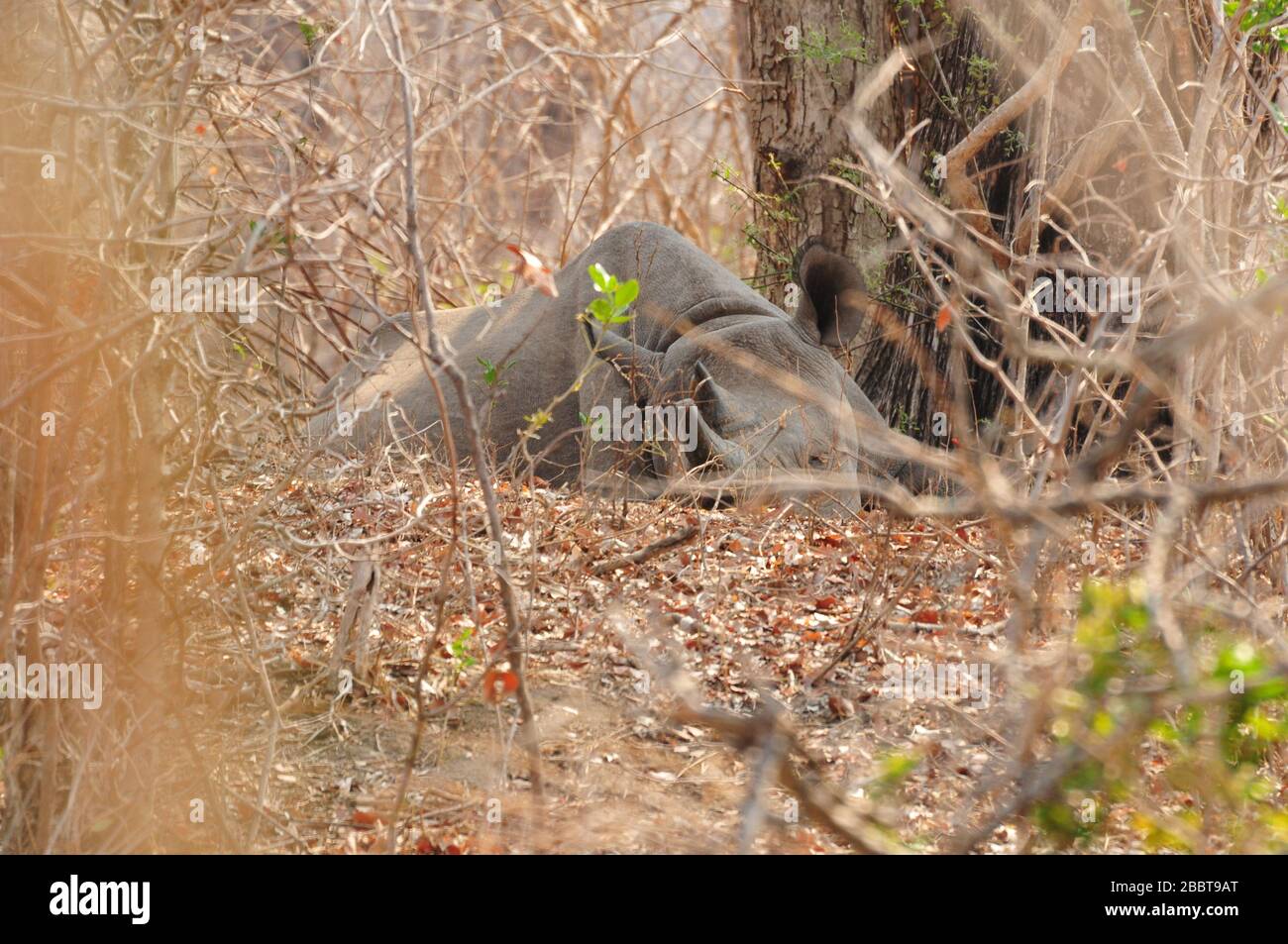 Black rhino watching from bush in dry season Stock Photo