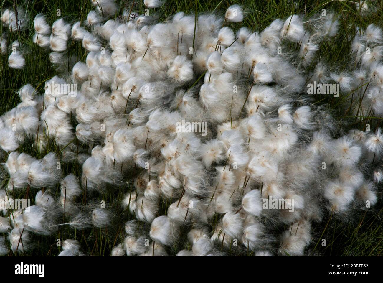 Fluffy white cotton grass (Eriophorum scheuchzeri) in Greenland Stock Photo