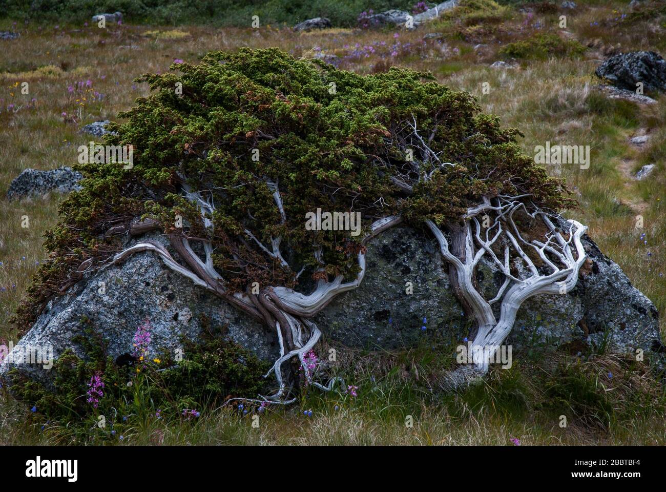 Green bush growing over the stone, arctic vegetation, Greenland. Stock Photo