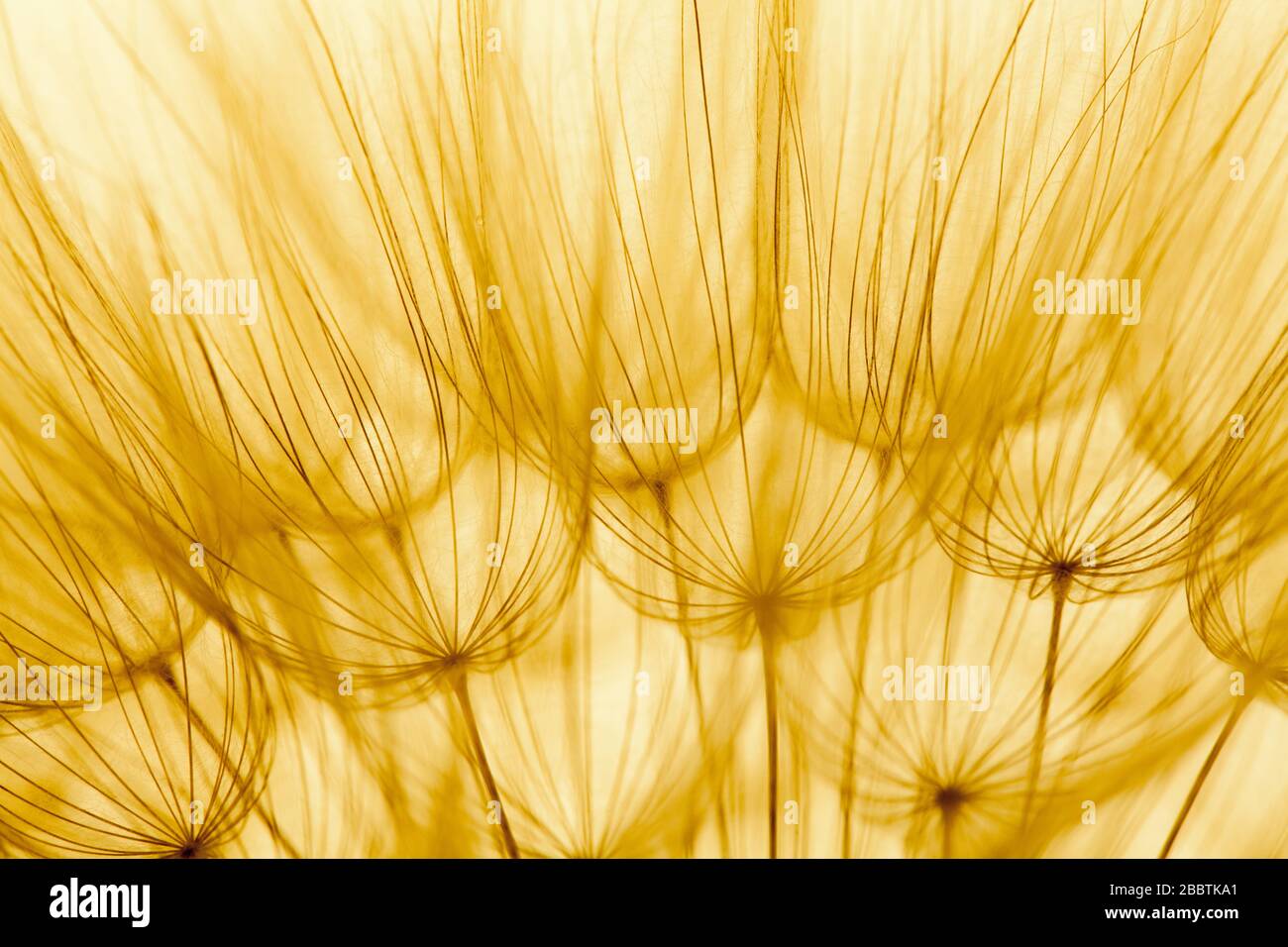 Background image of Big dandelion in yellow summer sunlights Stock Photo