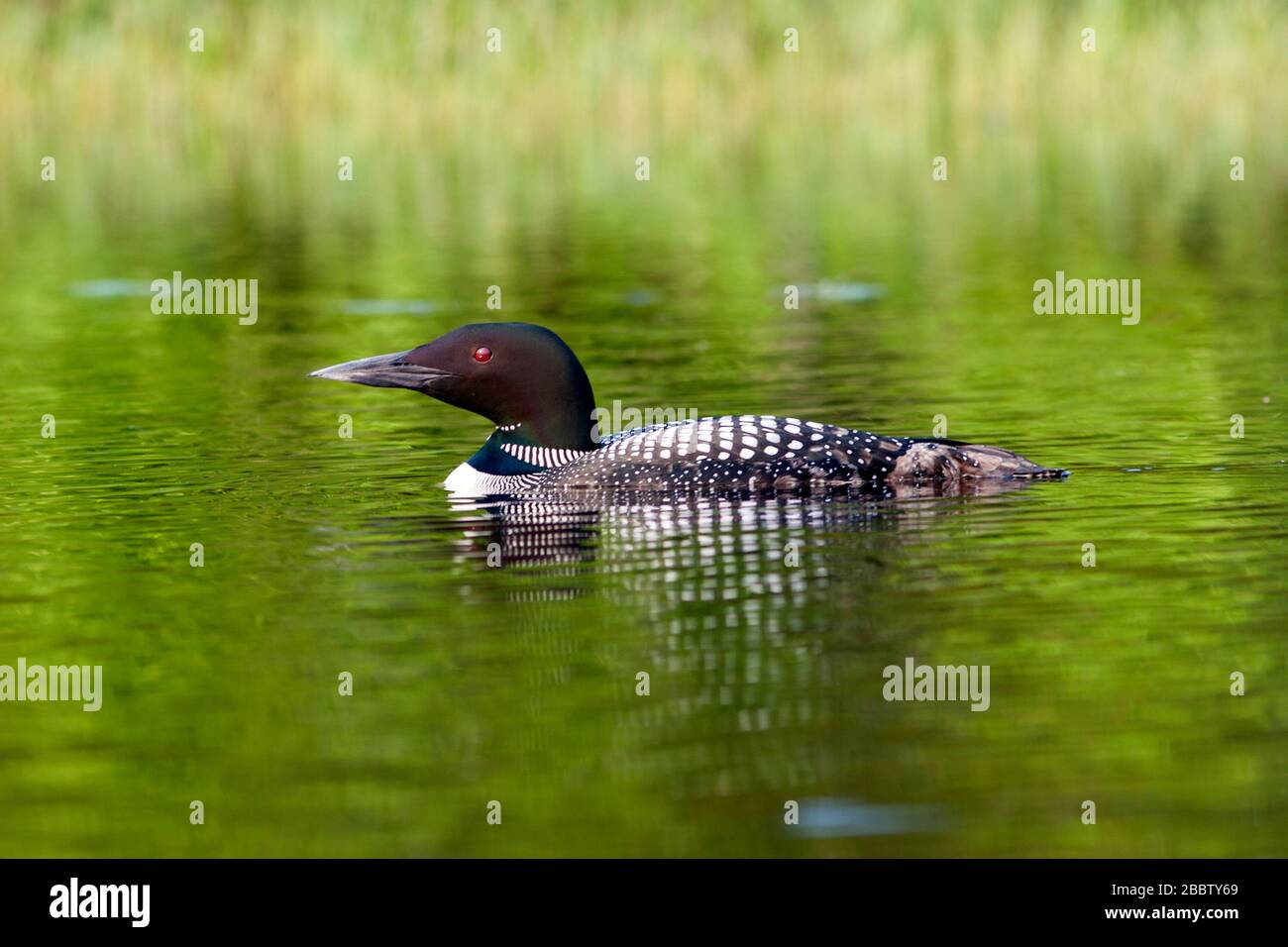 Common Loons in New Hampshire USA Stock Photo