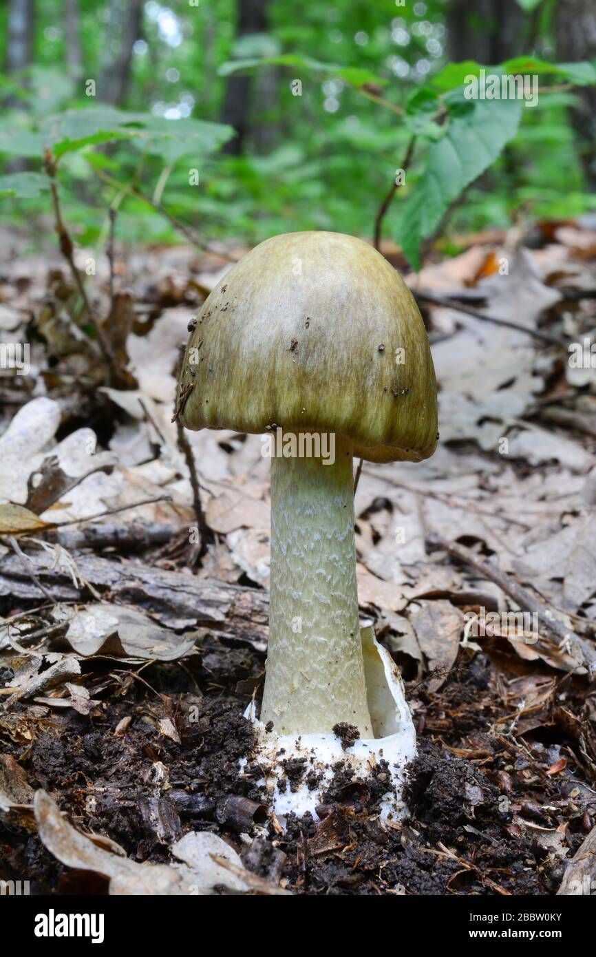 Young, not fully developed Amanita phalloides or Deathcap mushroom, a darker variety, one of the most dangerous poisonous wild mushroom in natural hab Stock Photo