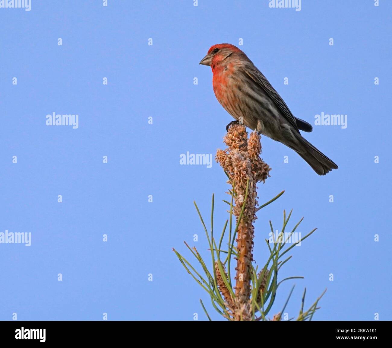A House Finch sits on the very top of a pine tree in the late afternoon light. Stock Photo