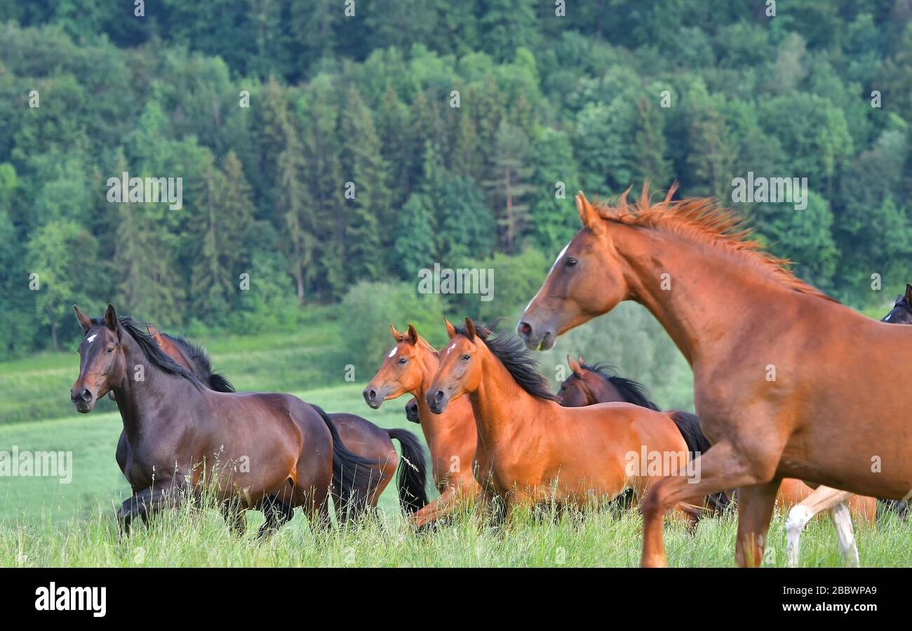 Horse Head In Herd Horses Hi res Stock Photography And Images Alamy horse-head-in-herd-horses-hi-res-stock-photography-and-images-alamy