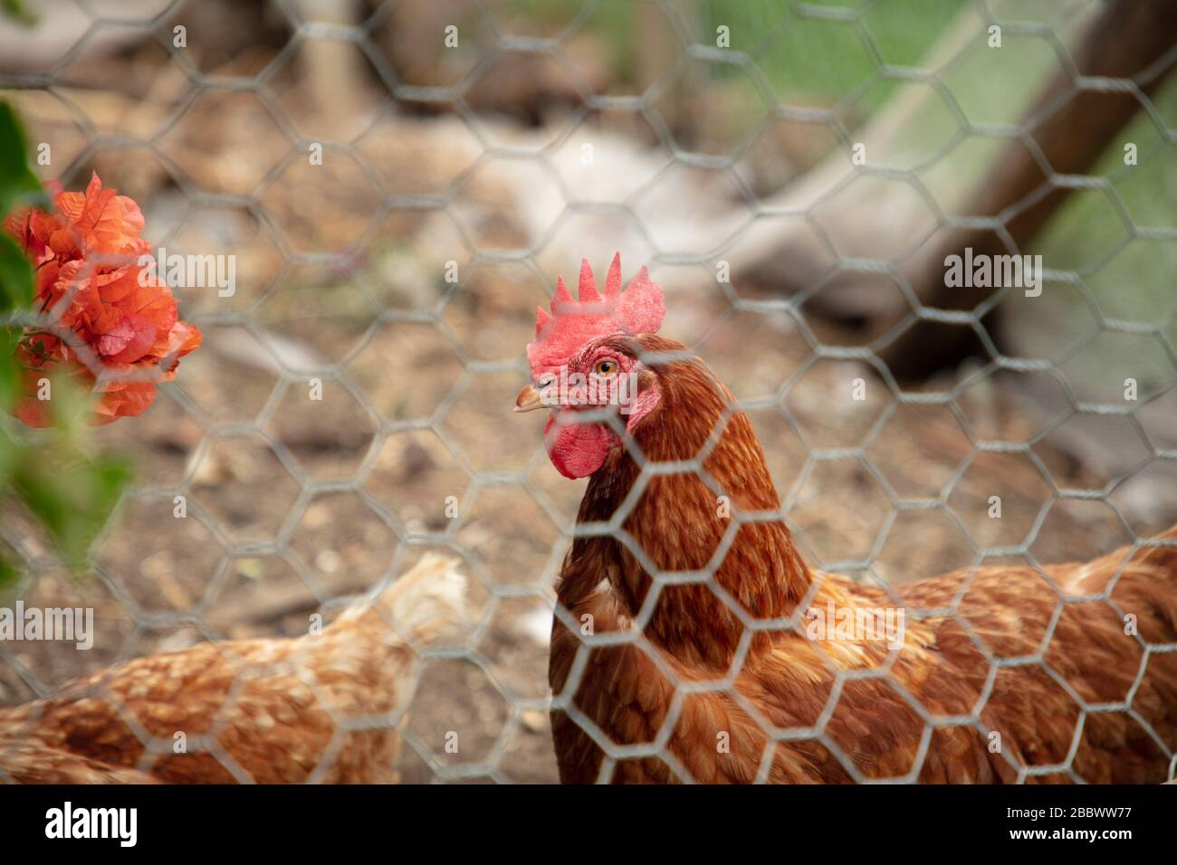 Hen chicken seen behind wire mesh in a coop near Margaret River, western Australia. Stock Photo