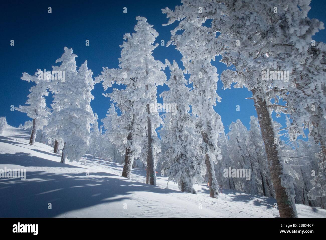 Frozen Ponderosa Pine trees in northern Arizona after a winter