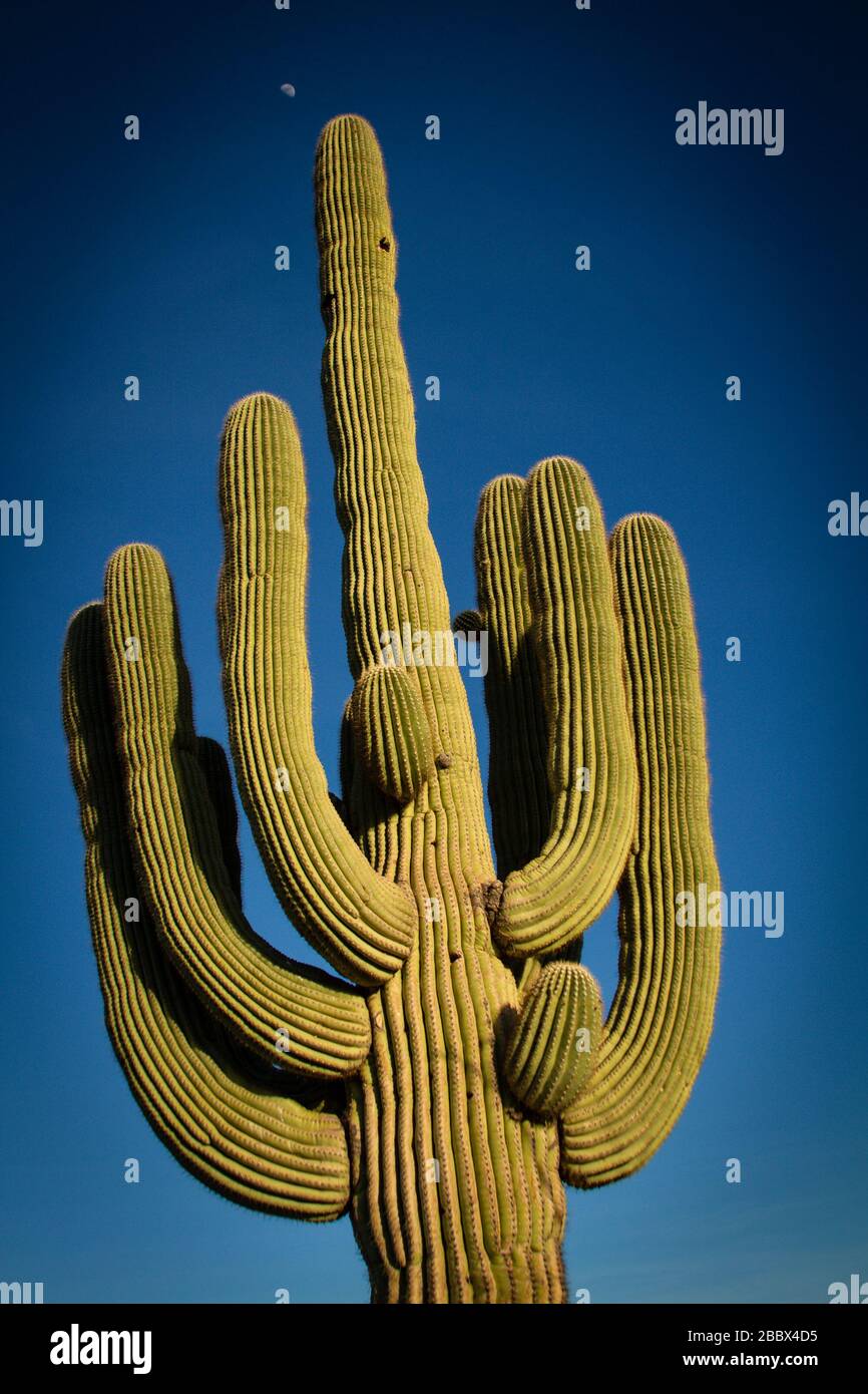 Tall cactus plants sonoran desert hires stock photography and images Alamy