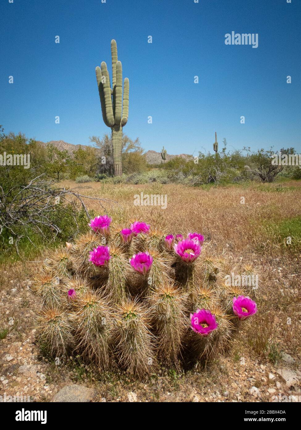 Tall cactus plants sonoran desert hi-res stock photography and images ...