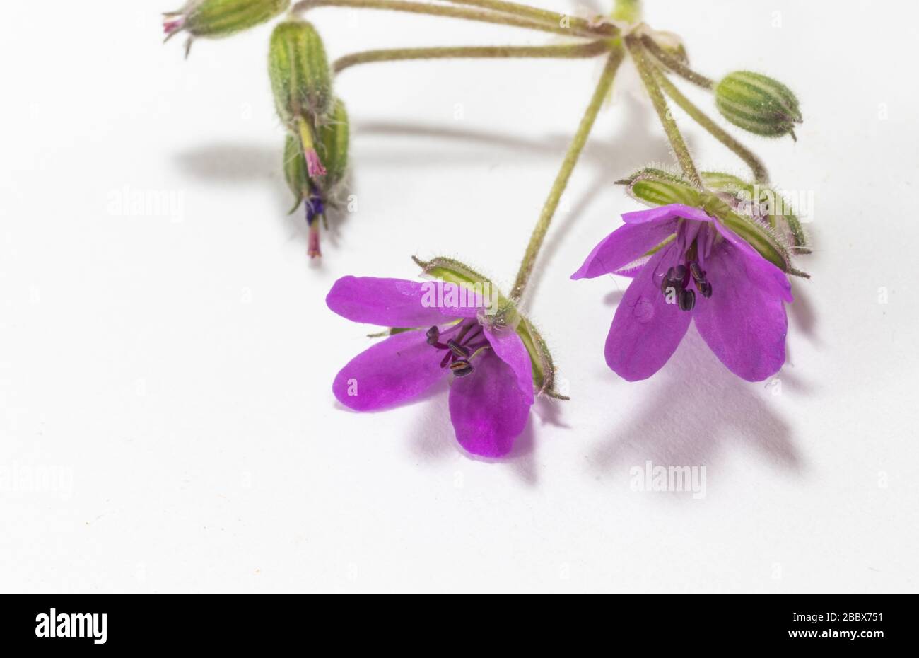Close-up, purple flowers of Erodium malacoides, white background Stock Photo