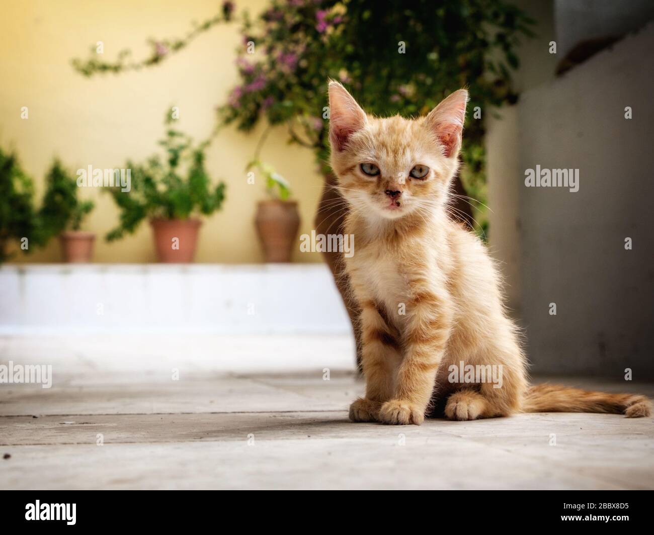 A cute kitten at the Monastery of Paleokastritsa , Corfu, Greece Stock Photo