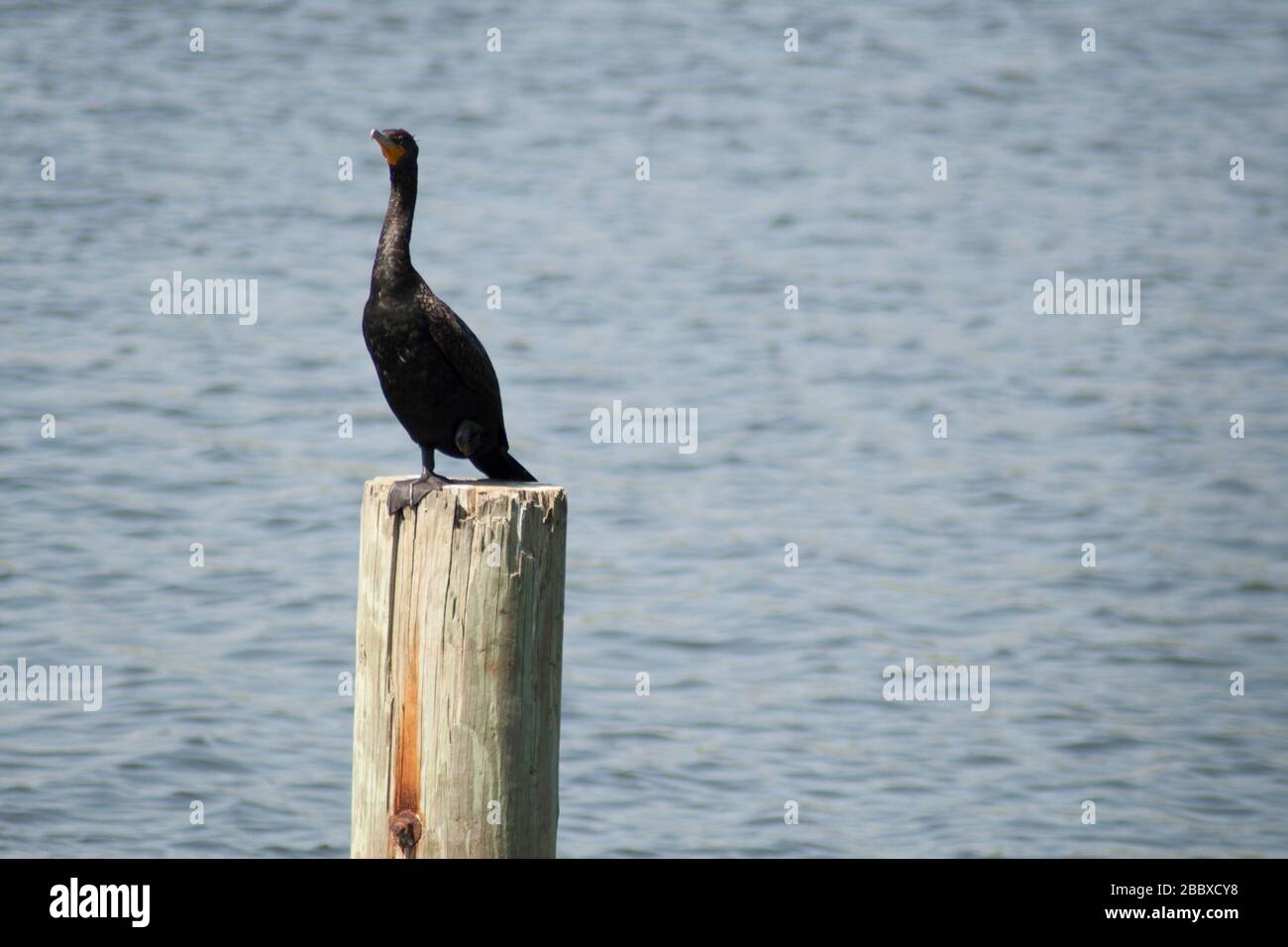Cormorant, Blue Springs State Park, Florida Stock Photo Alamy