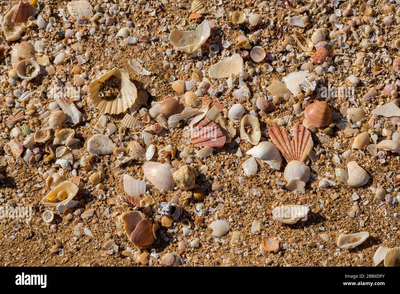 Broken Sea Shells And The Search For Perfection