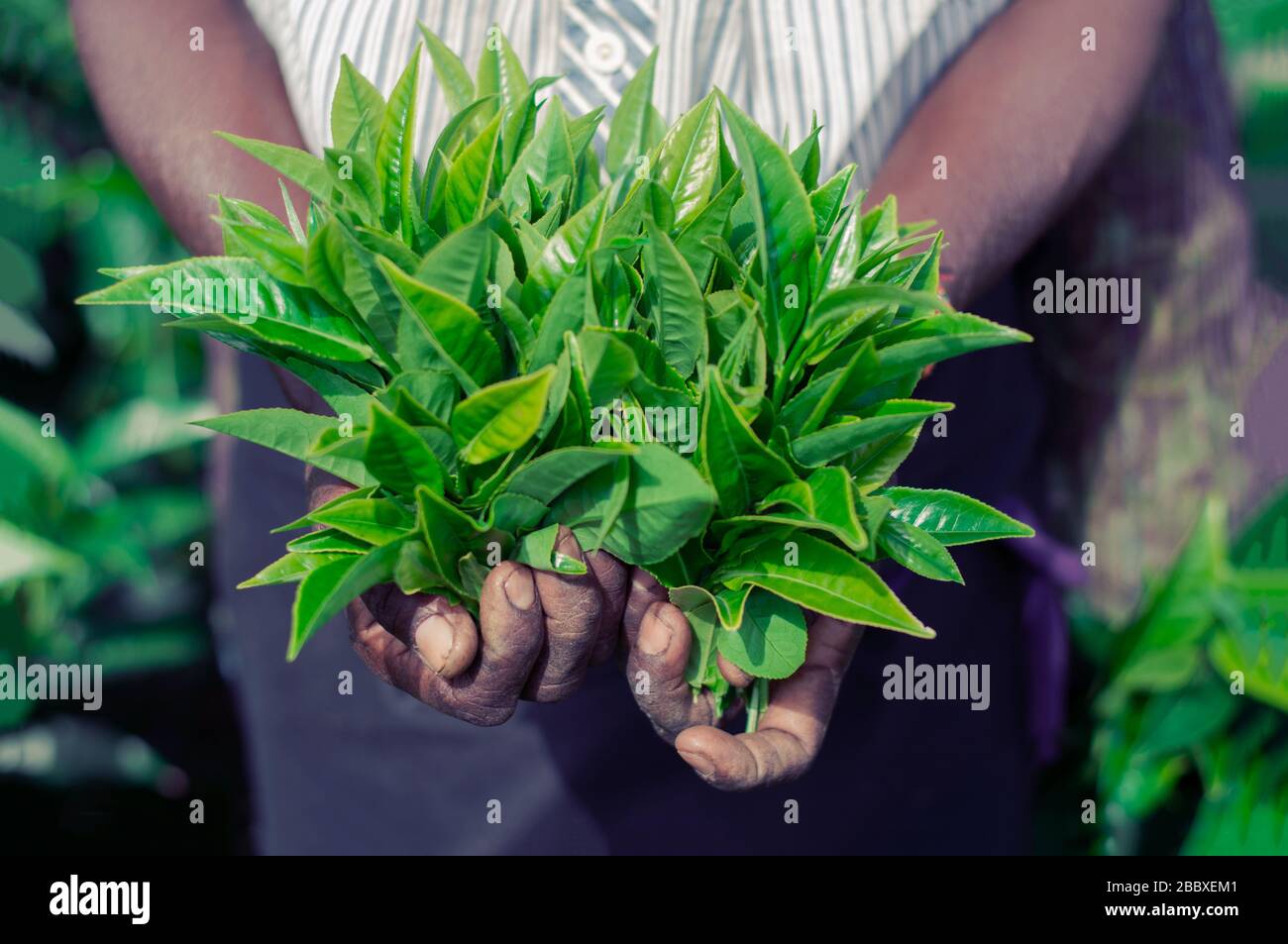 Close Up Hands Of Sri Lankan Traditional Tamil Tea Plucking Woman Stock Photo