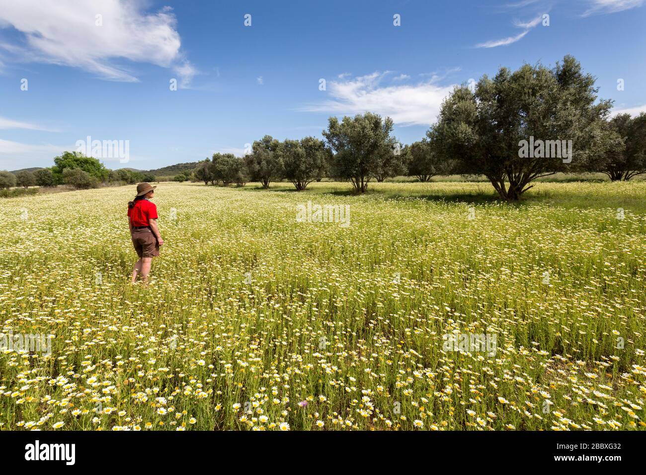 Person in field of daisies, Algarve, Portugal Stock Photo