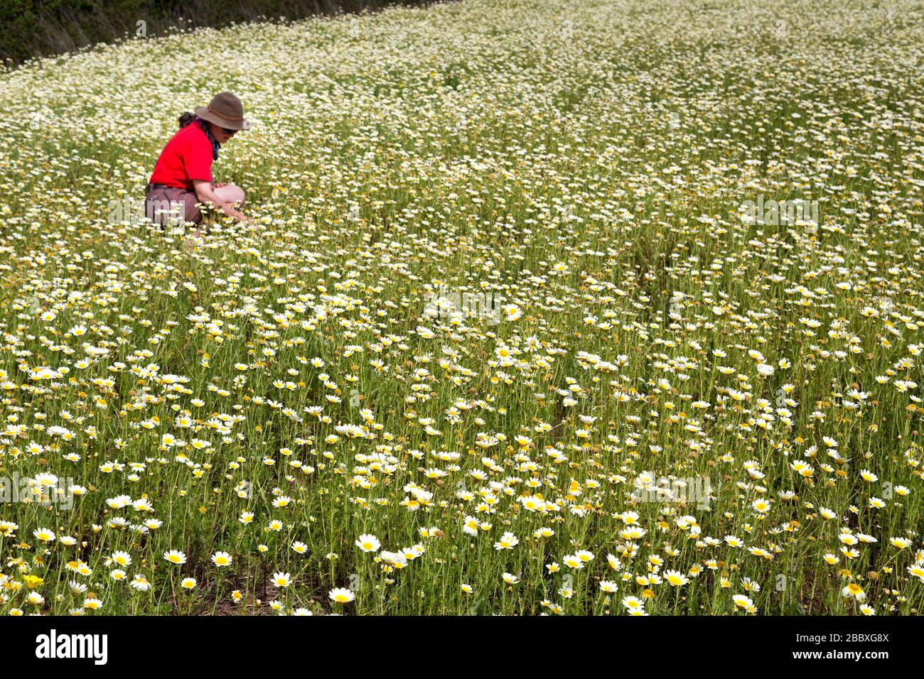Person in field of daisies, Algarve, Portugal Stock Photo