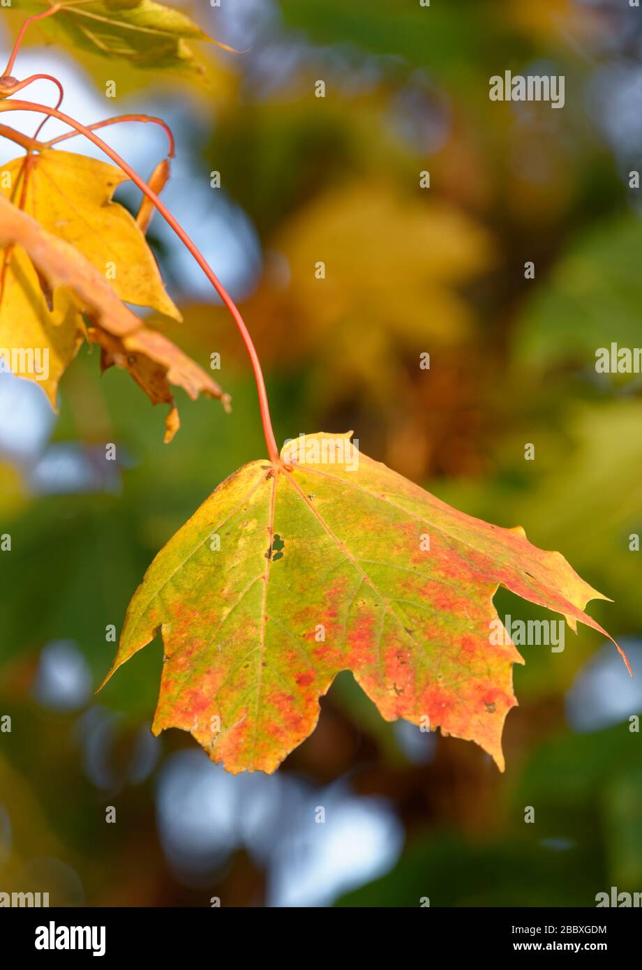 Norway Maple - Acer platanoides  Autumn leaf Stock Photo