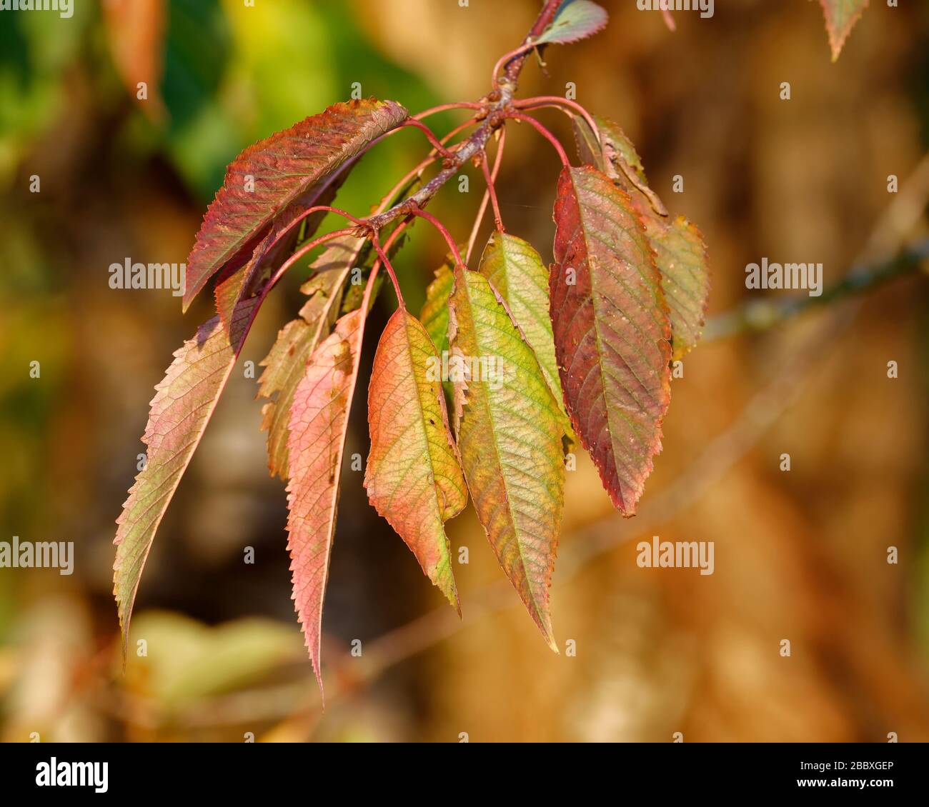 Wild Cherry - Prunus avium Stock Photo