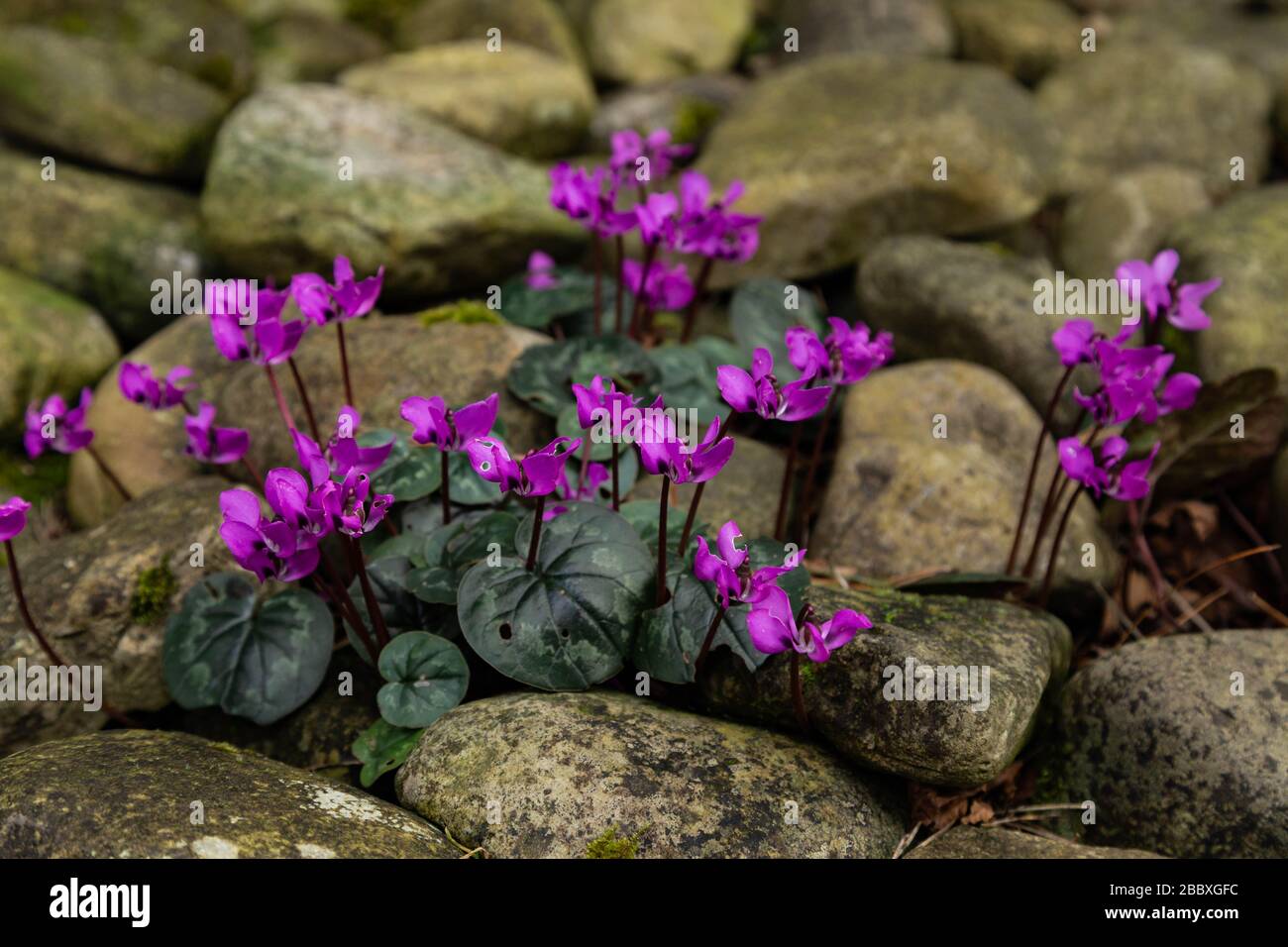 Hardy purple cyclamen flowers growing through large pebbles. Stock Photo