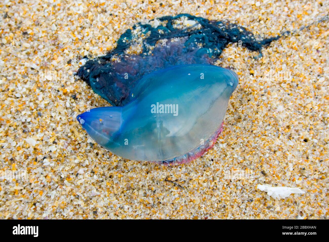 Jellyfish on Beach Stock Photo Alamy