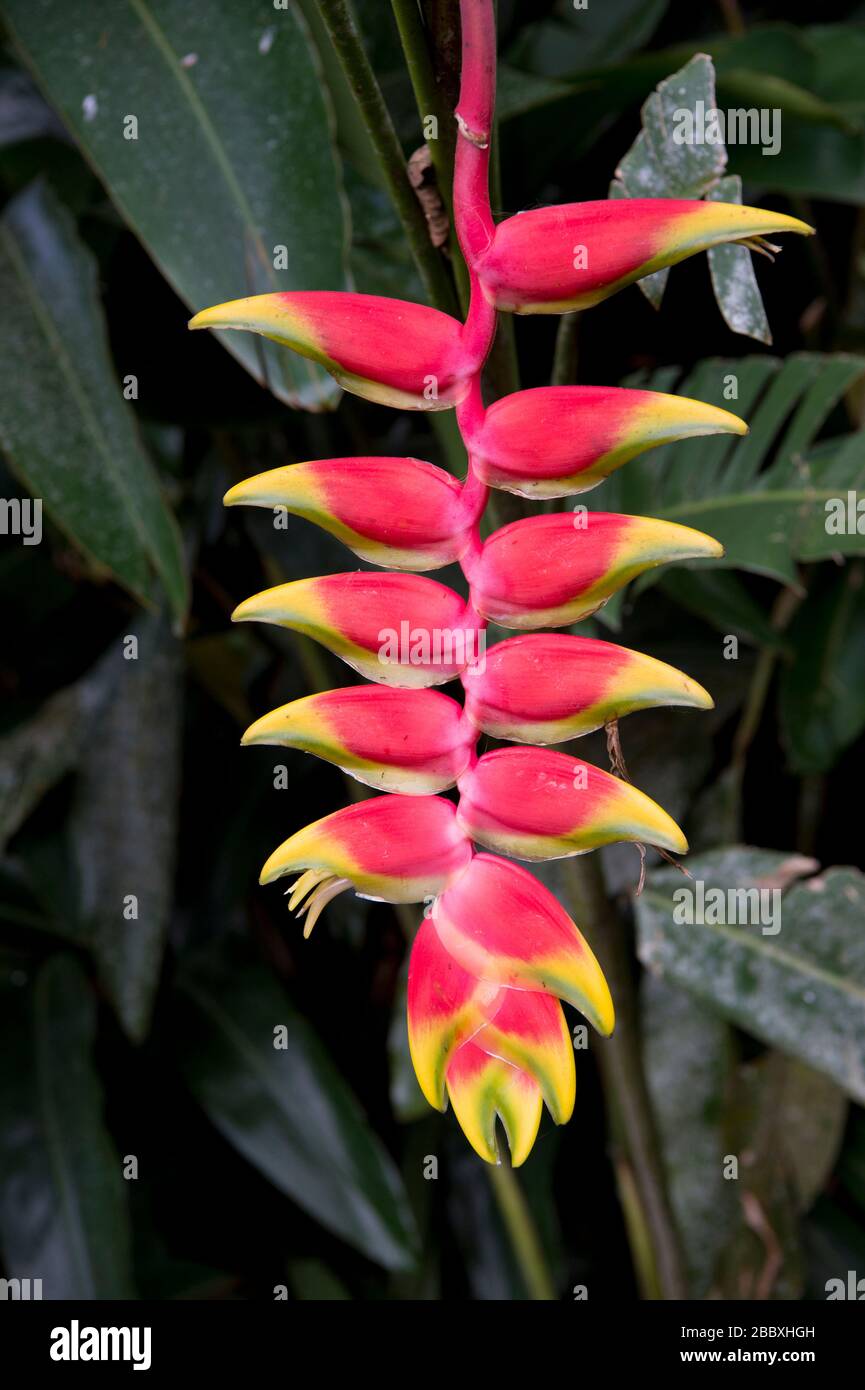 Heliconia (Heliconia rostrata) in the Finca Dracula Orchid Farm near Volcan Panama Stock Photo