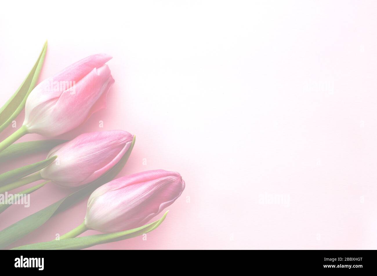 Bouquet of pink spring tulips and place for text for Mother's Day or Women on a pink background. Top view flat style. Stock Photo