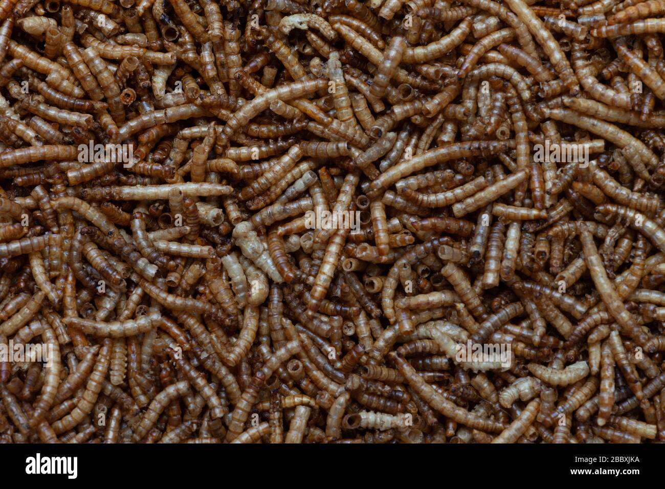 Dried mealworms for feeding wild birds. UK Stock Photo Alamy