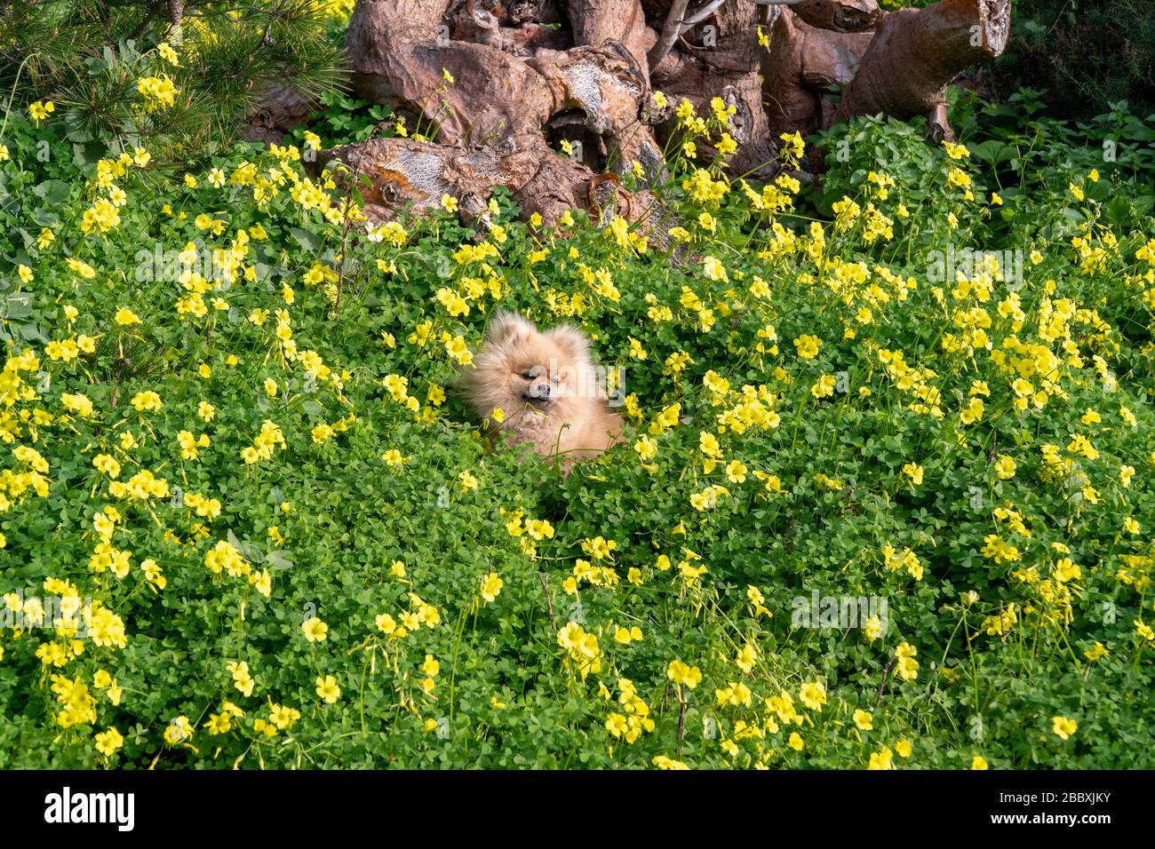Cute Fluffy Charming Red haired Pomeranian Spitz In Full Growth On The 