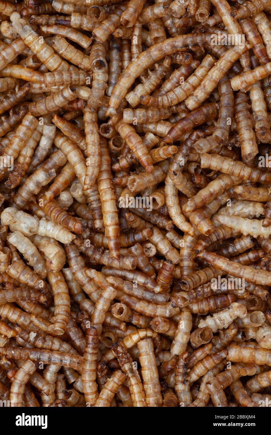 Dried mealworms for feeding wild birds. UK Stock Photo Alamy