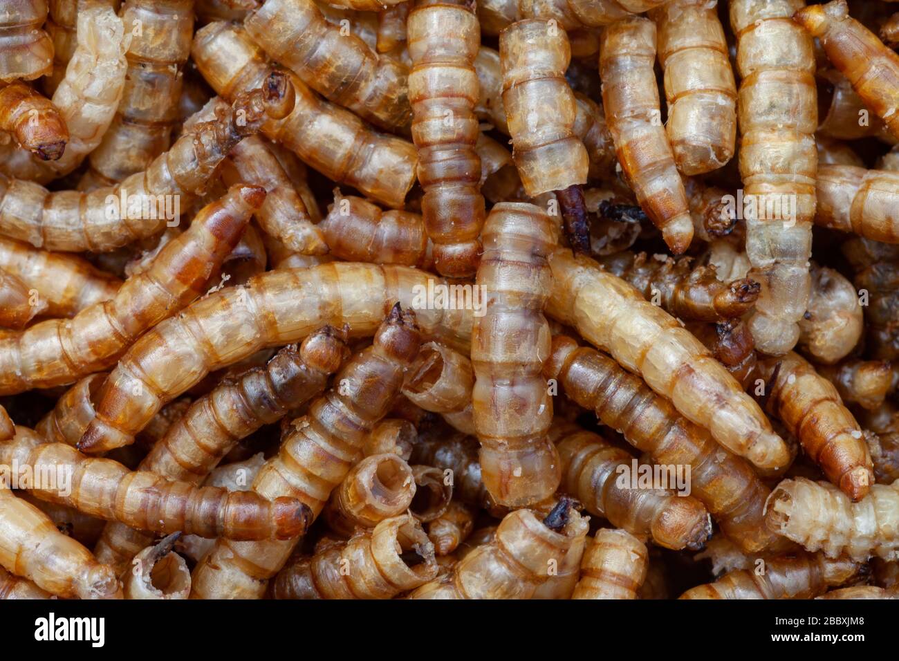 Dried mealworms for feeding wild birds. UK Stock Photo Alamy
