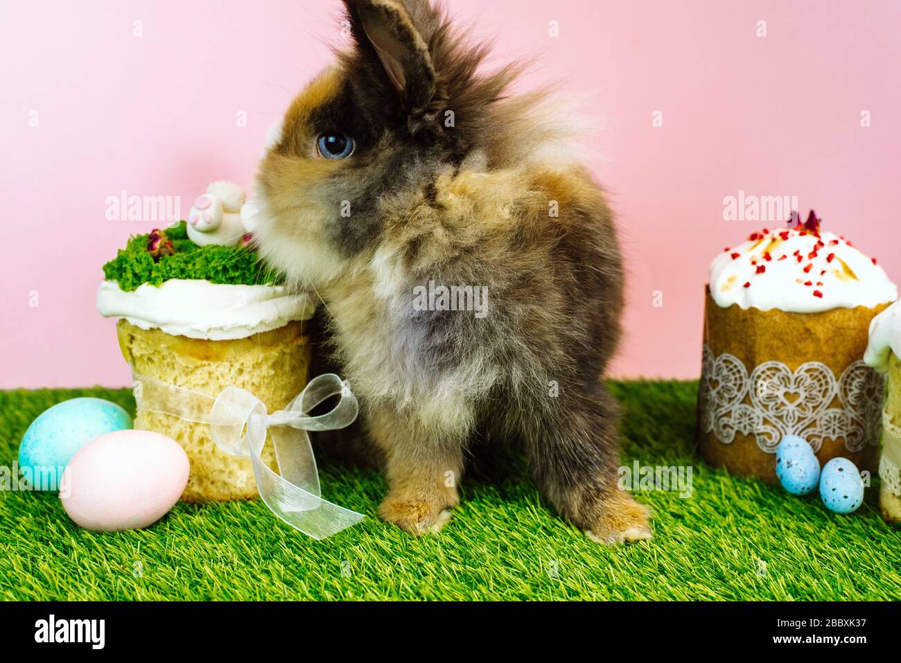 Easter bunny rabbit with colored pastel colored eggs and sweet cupcakes and Easter cakes on a pink background and fresh grass. Easter holiday concept. Stock Photo