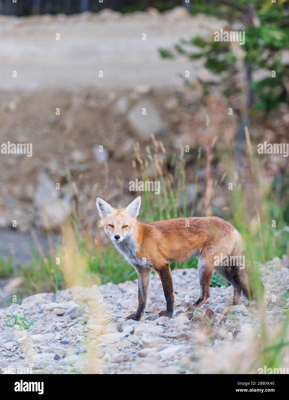 Fox starting to wake up and looking for food. Stock Photo