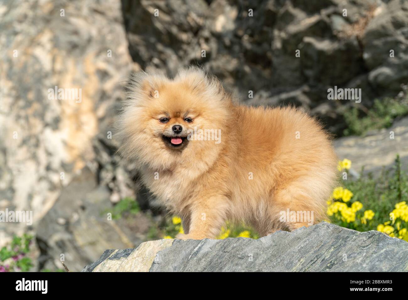 Cute Fluffy Charming Red haired Pomeranian Spitz On The Stoun In The 