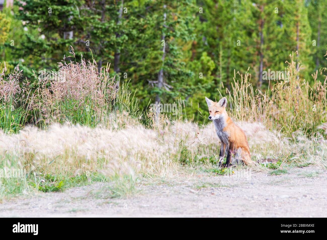 A fox sits on the edge of a parking lot waiting to hunt for some food. Stock Photo