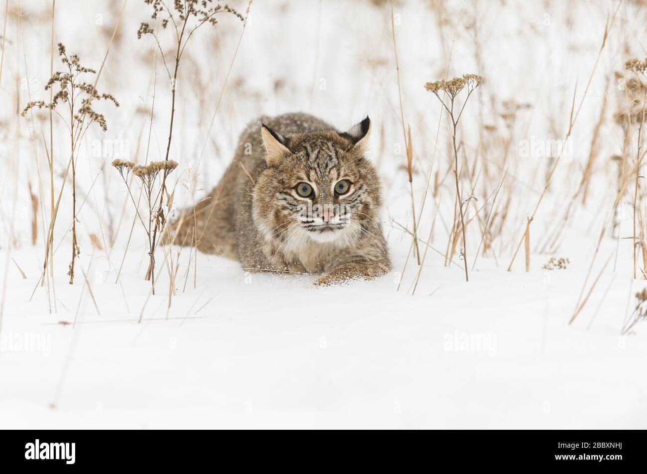 Bobcat stalking, (Lynx rufus), North America, by Dominique Braud/Dembinsky Photo Assoc Stock Photo