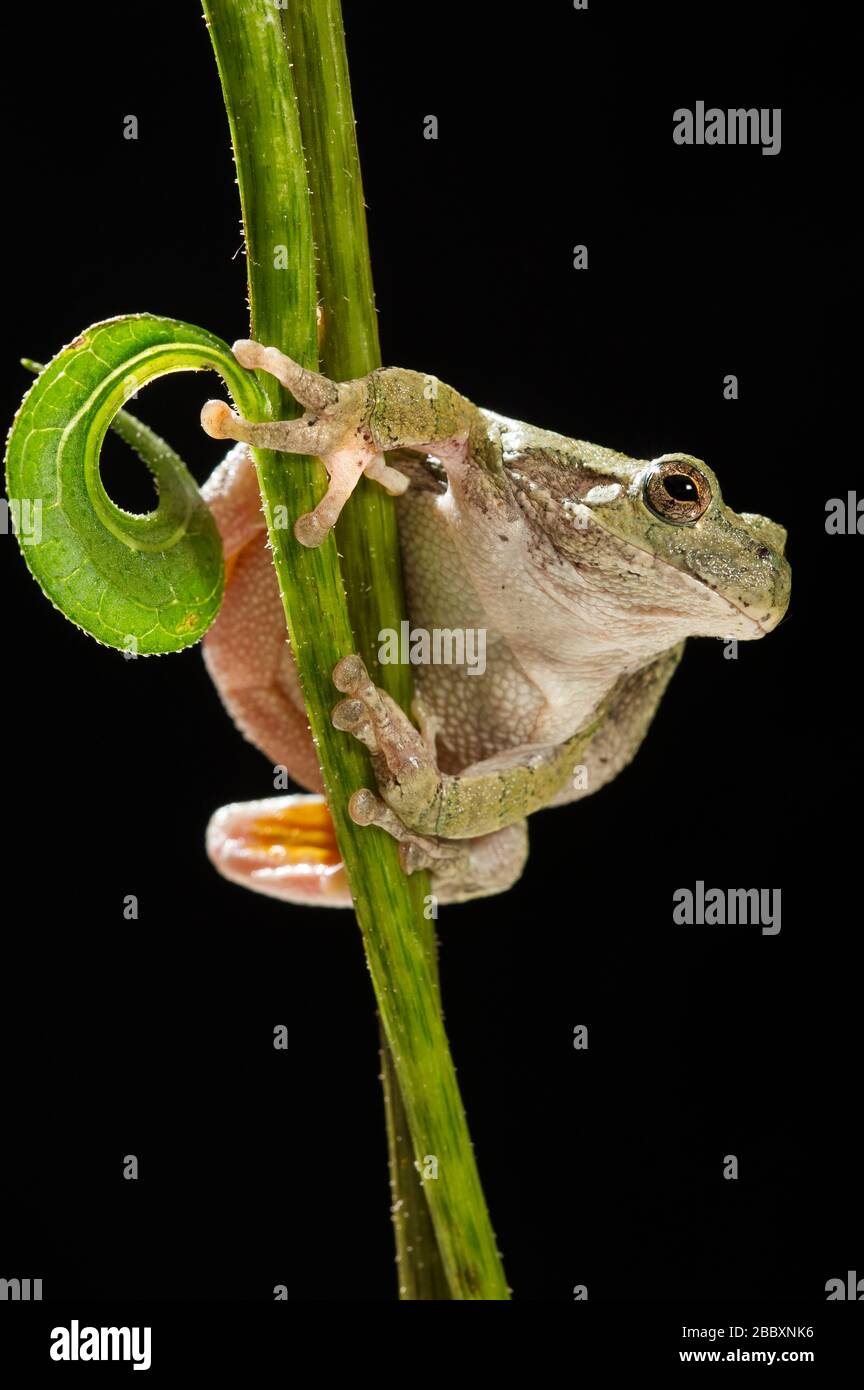 Frog Stalk Insect Gray Tree Frog (Hyla versicolor) on cone flower stalk (Echinacea ...