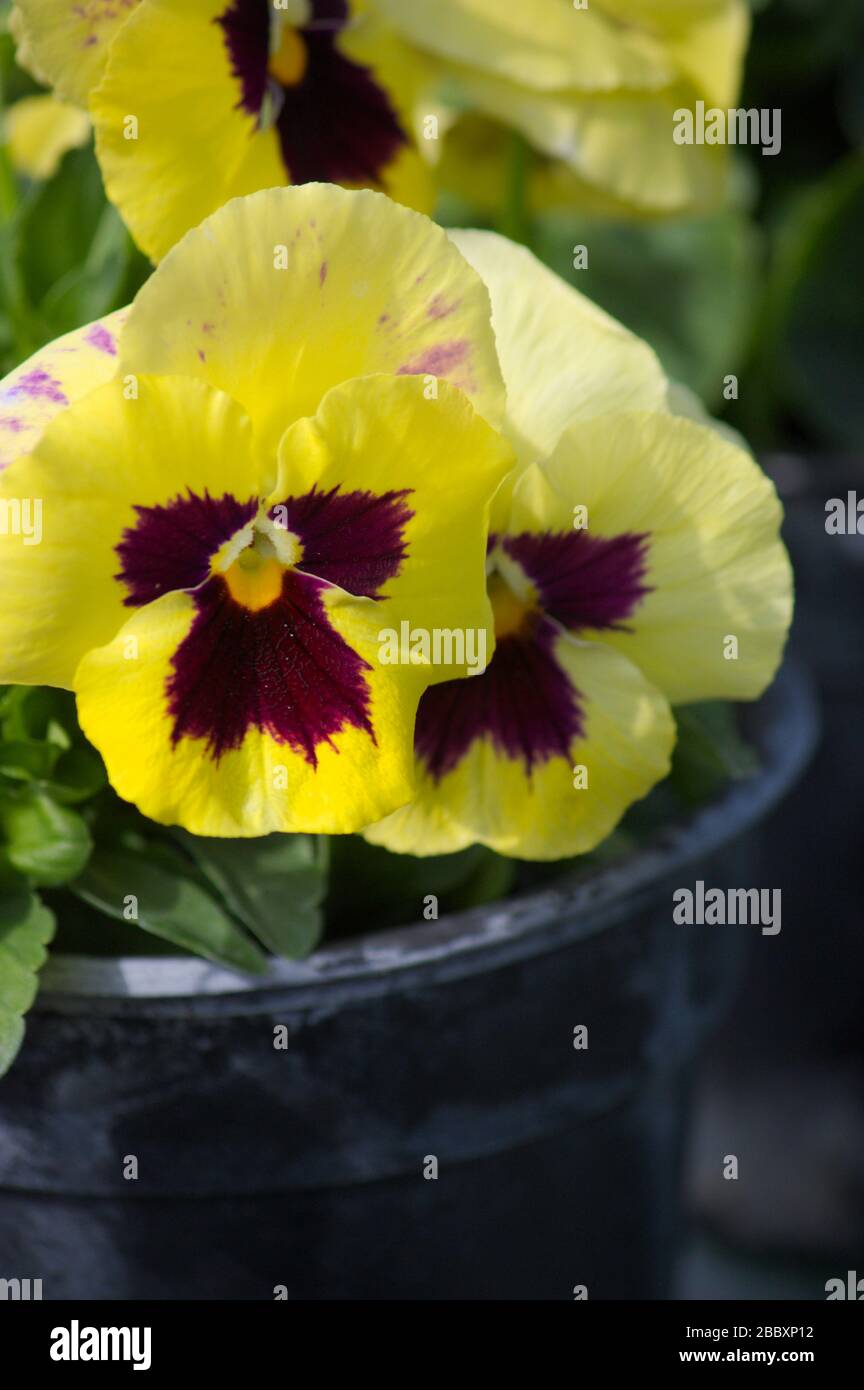 Flowers of the yellow variety of the Pansy flower, Viola × wittrockiana planted in a black plastic pot Stock Photo