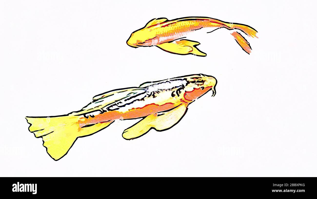 Abstract graphic image of two koi passing by each other - white background Stock Photo