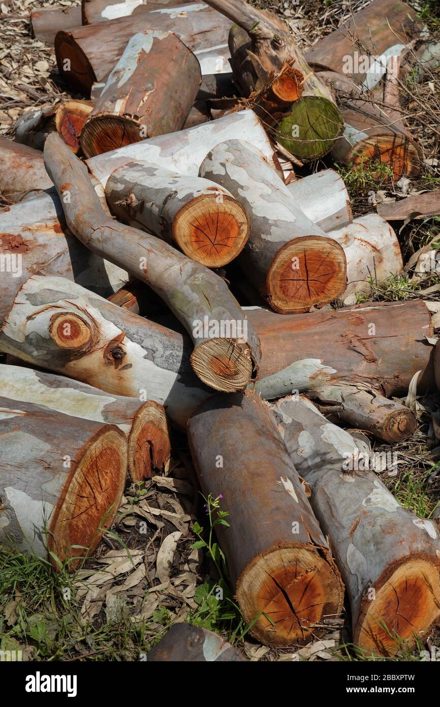 A pile of newly cut eucalyptus logs awaits collection in a park. The ...