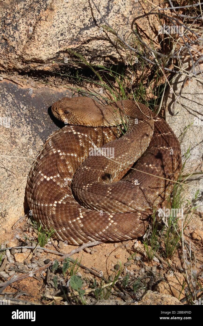 Red diamondback rattlesnake (Crotalus rubra) curled up in the rocks in front of a kangaroo rat nest is Baja California, Mexico. Stock Photo