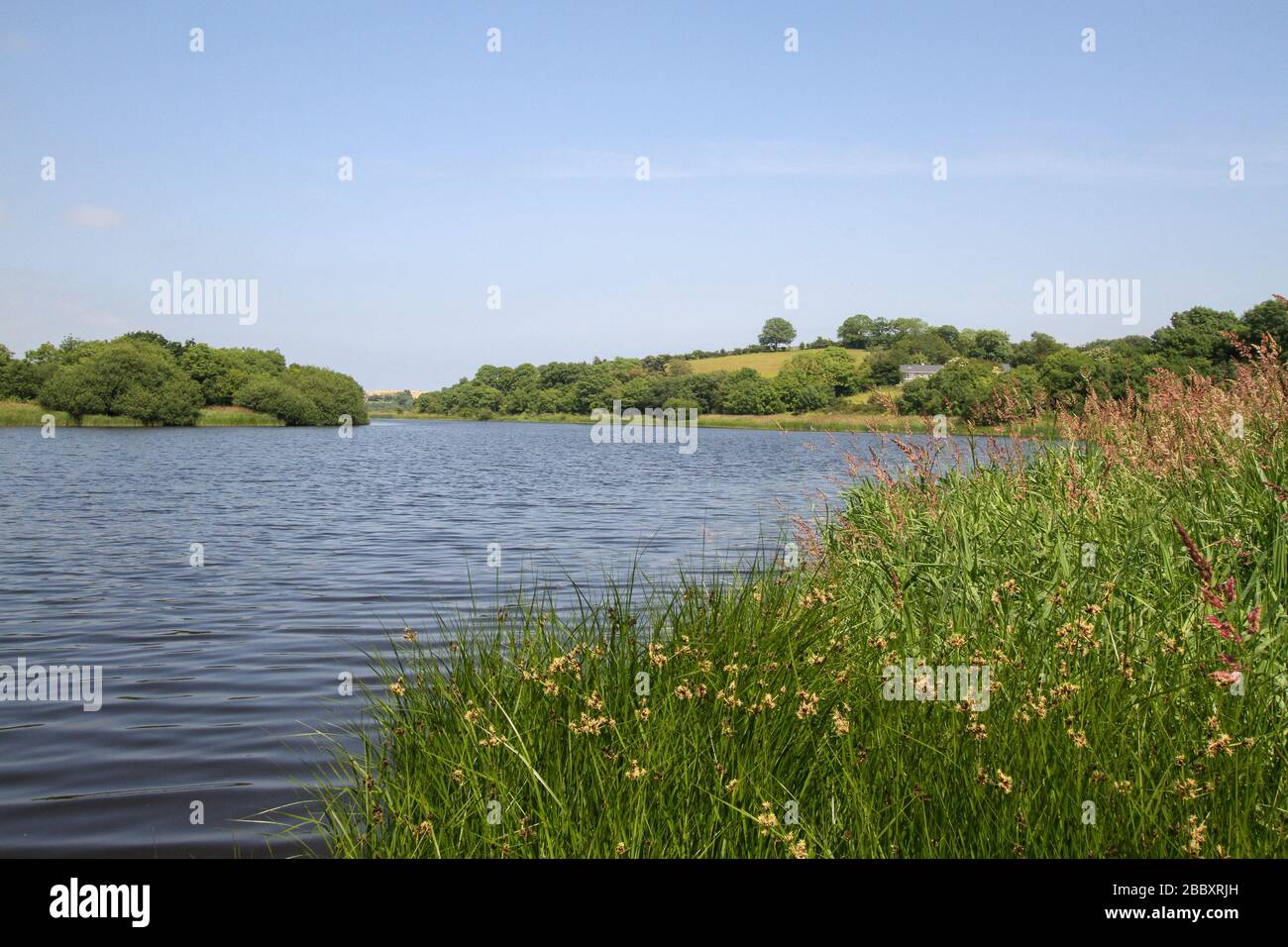 Riverside vegetation and the rolling countryside of County Down beside the River Quoile, a freshwater river flowing through Downpatrick to the coast Stock Photo